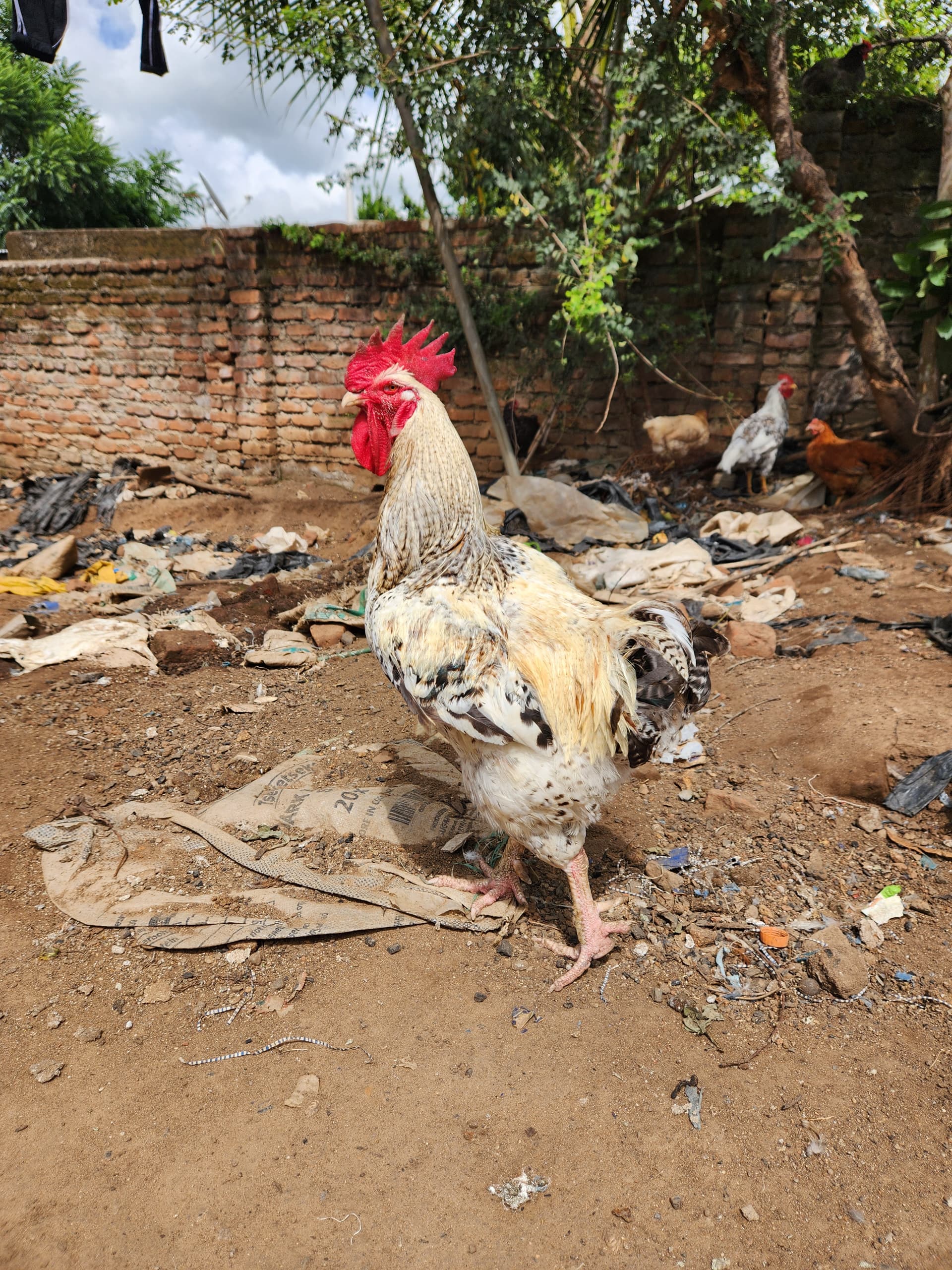 Poultry Farm