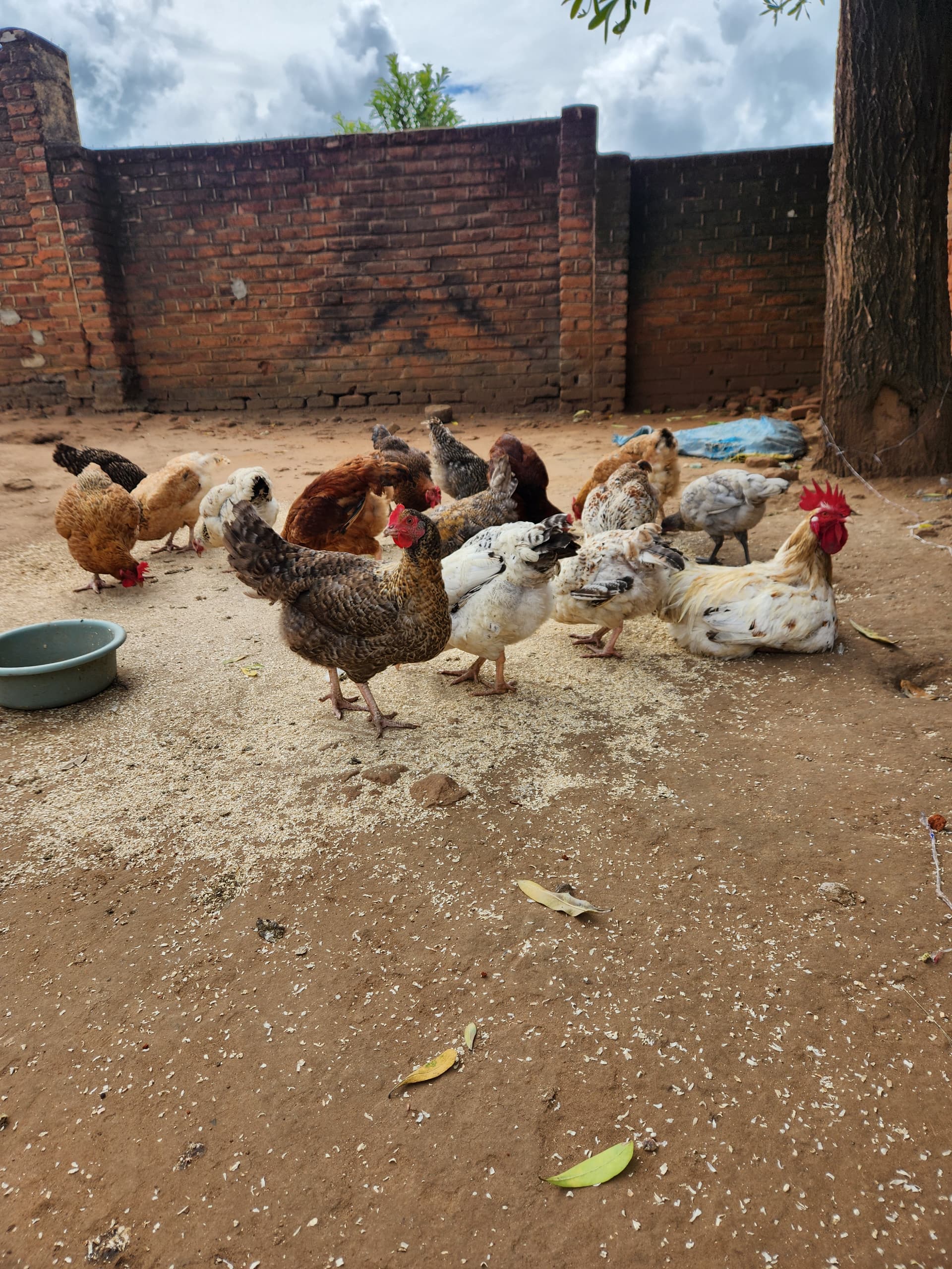 Poultry Farm